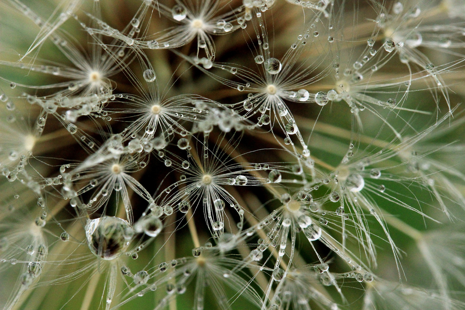 Pusteblume - Innenleben mit Wassertropfen