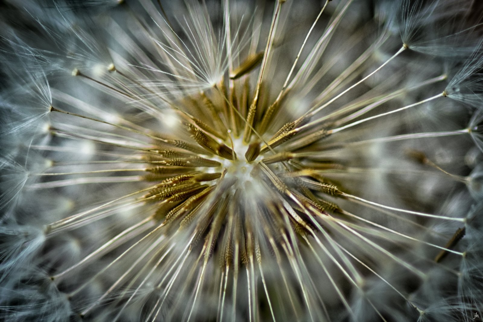 pusteblume inside