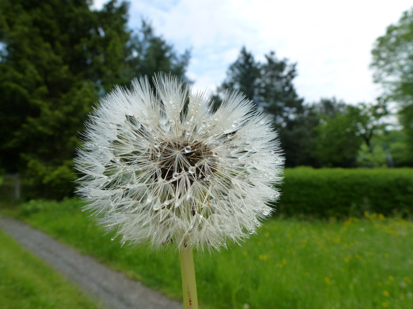 Pusteblume ist nichts zum Verschenken