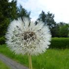 Pusteblume ist nichts zum Verschenken