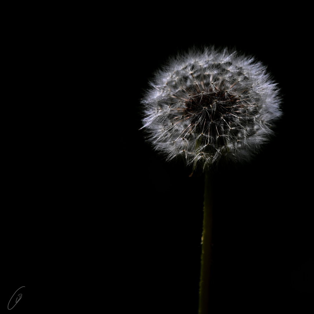 Pusteblume IV