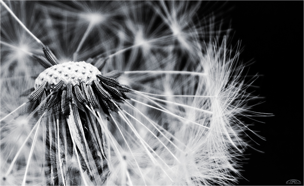 Pusteblume IV