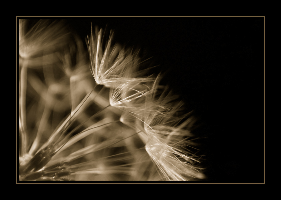 Pusteblume IV