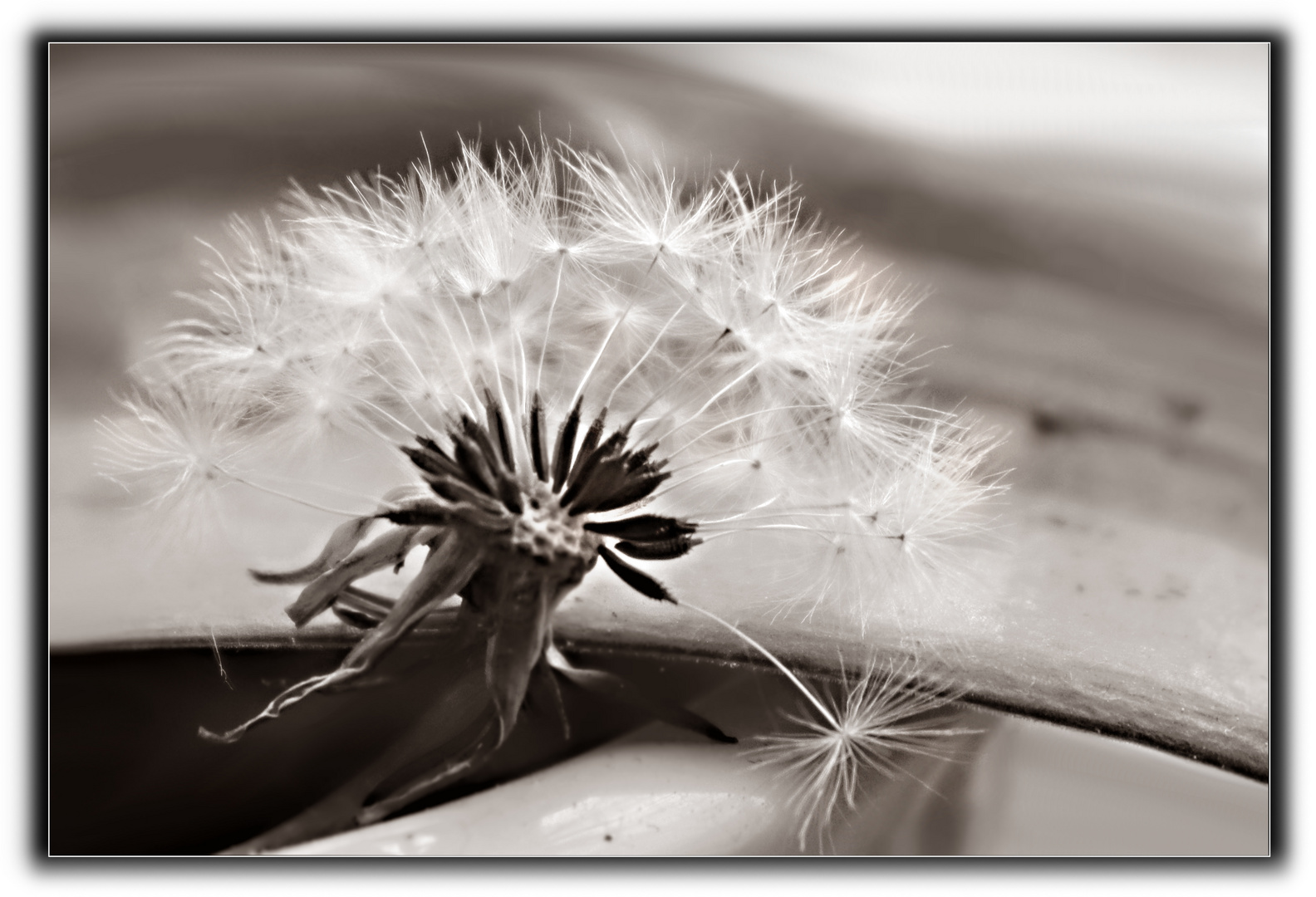 Pusteblume - kleines Wunderding