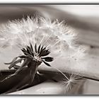 Pusteblume - kleines Wunderding