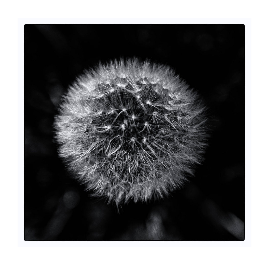 Pusteblume-Kreis