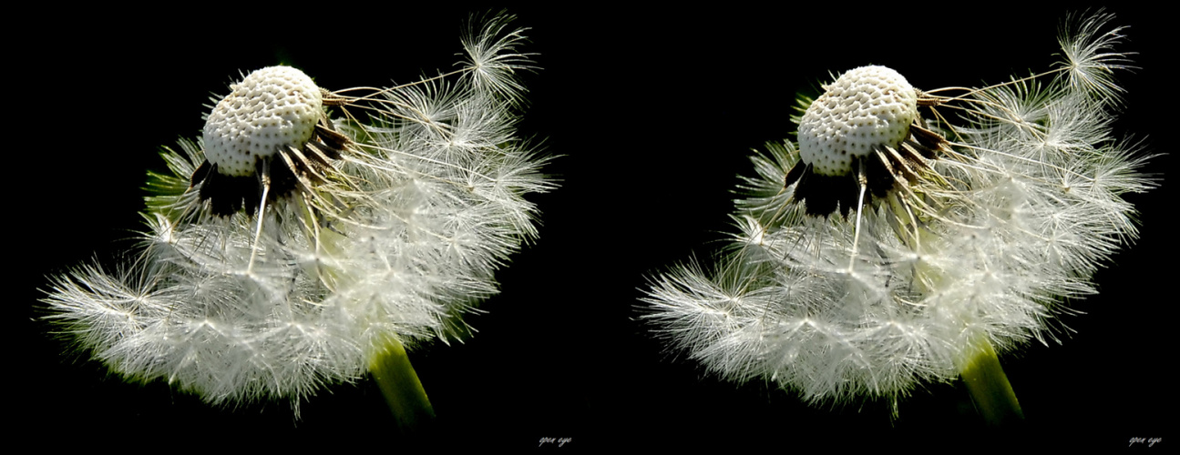 Pusteblume - Kreuzblick