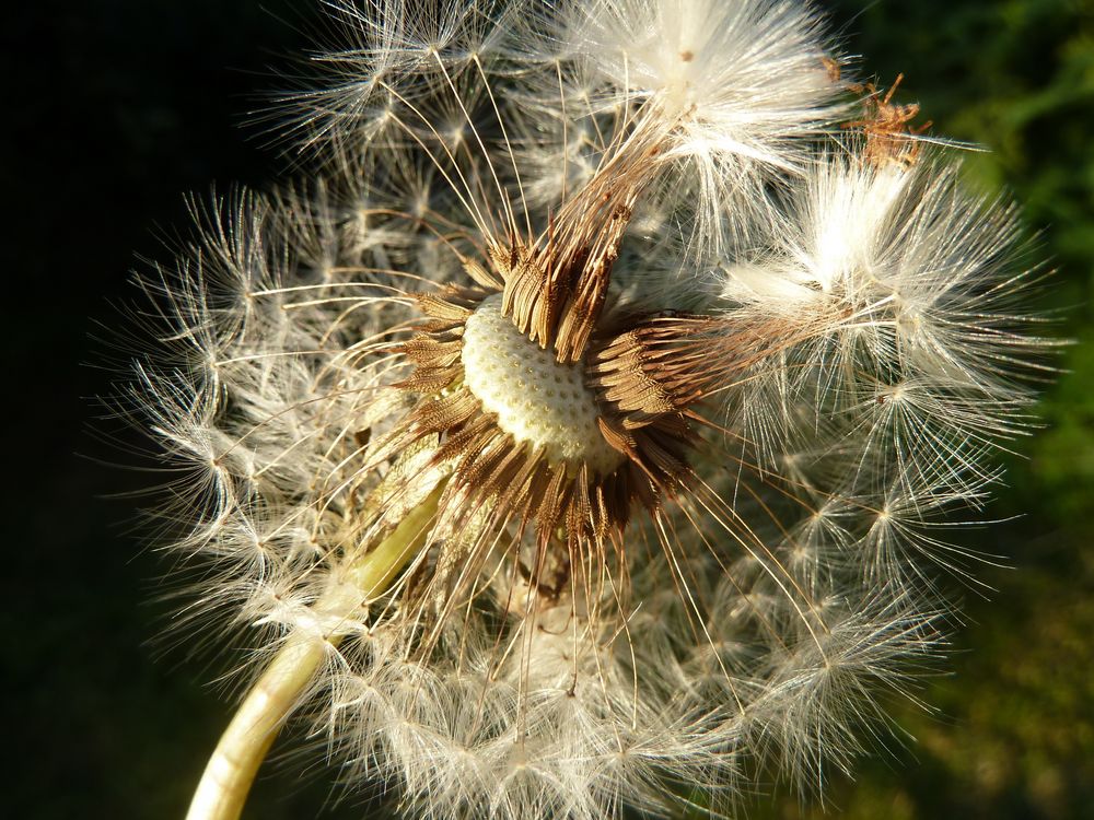 Pusteblume kurz vor dem Abflug