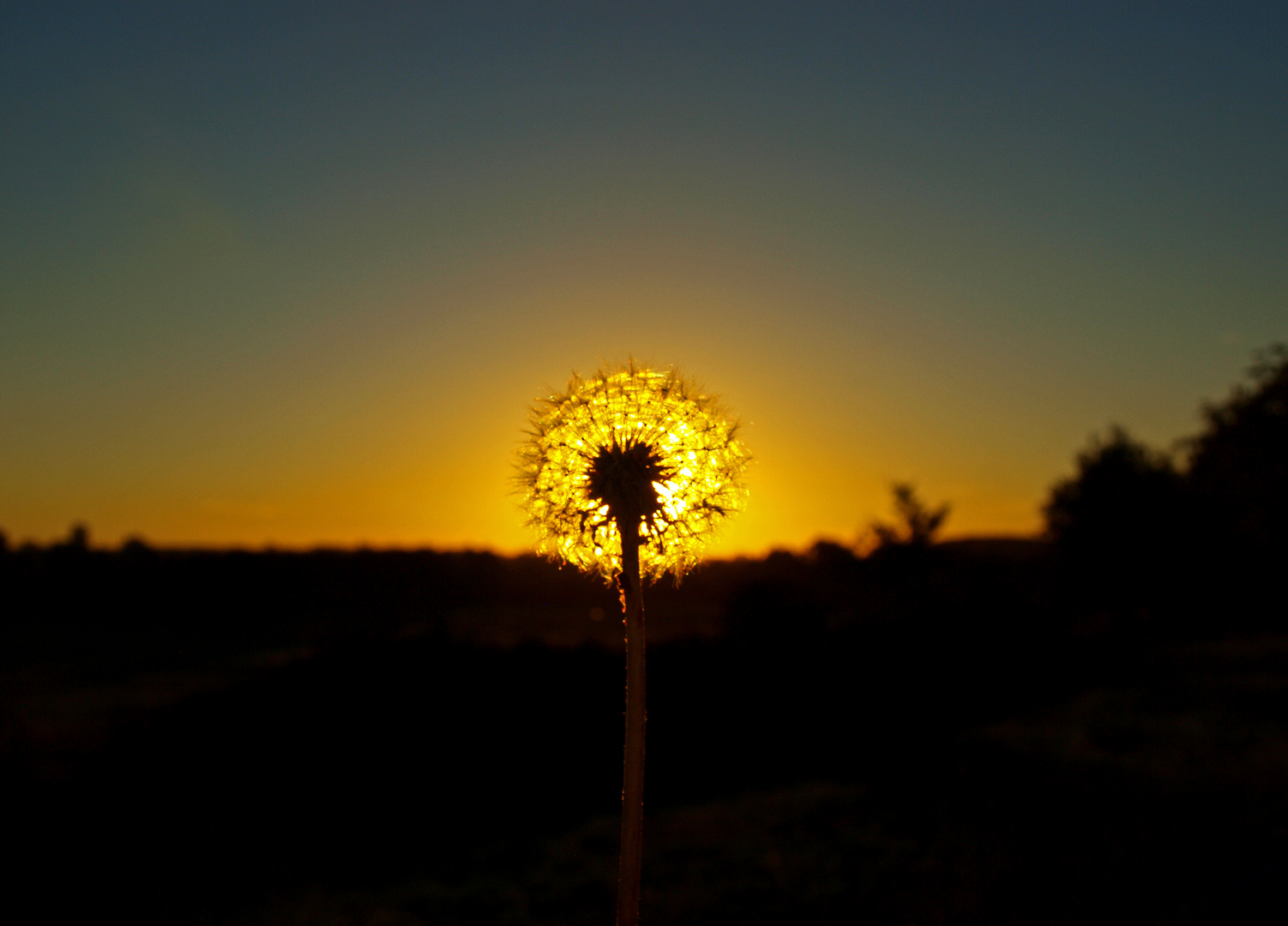 Pusteblume - Kurz vor der Sonne