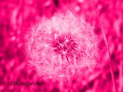 Pusteblume light