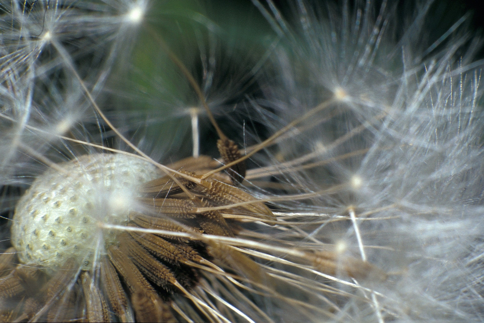 pusteblume, lövenzahn , der nie untergeht...