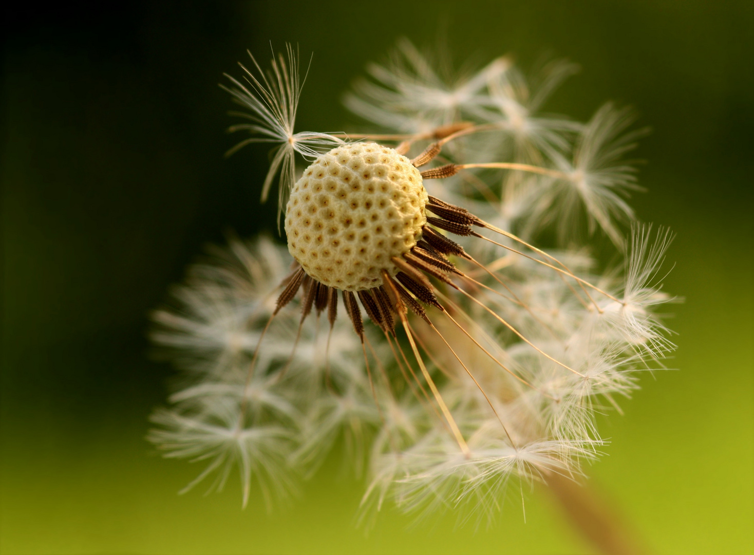 Pusteblume - Löwenzahn