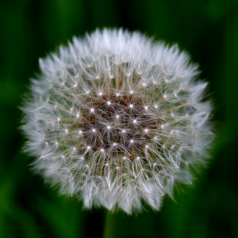 Pusteblume - Löwenzahn