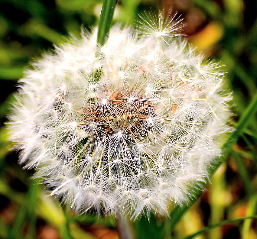 Pusteblume (Löwenzahn) 