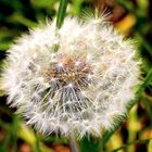 Pusteblume (Löwenzahn) 