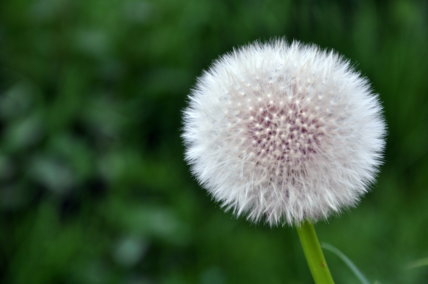 Pusteblume / Löwenzahn