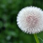 Pusteblume / Löwenzahn