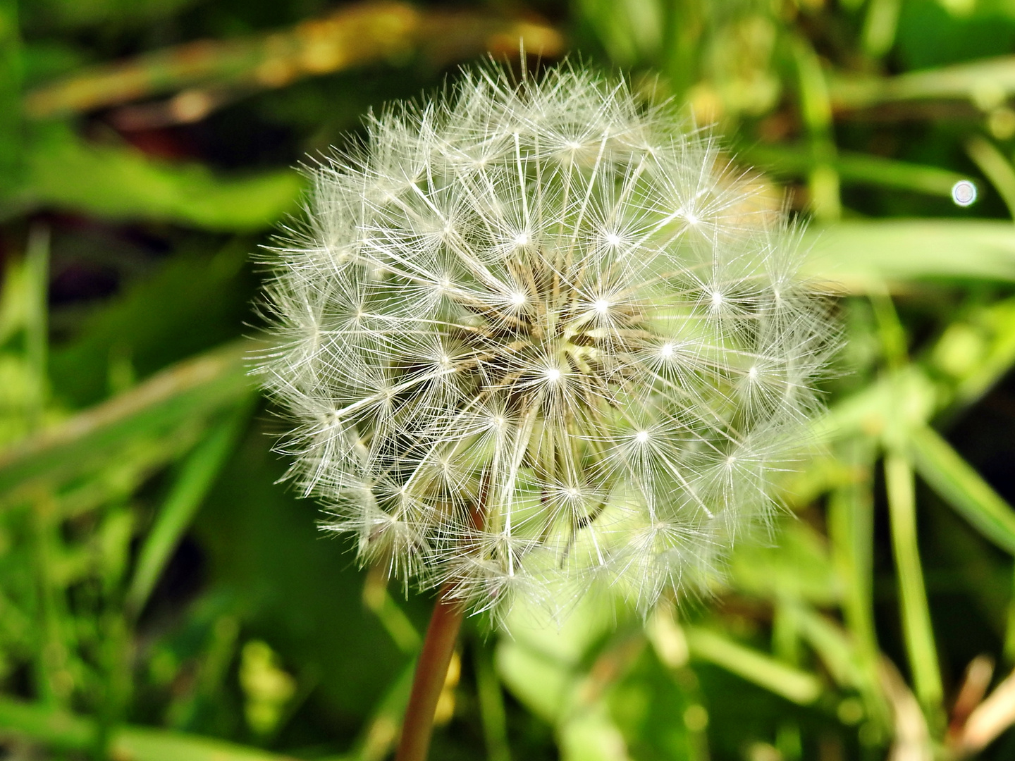 Pusteblume (Löwenzahn)