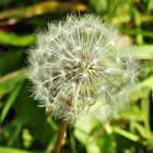 Pusteblume (Löwenzahn)