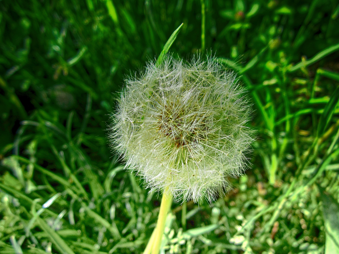 Pusteblume Löwenzahn