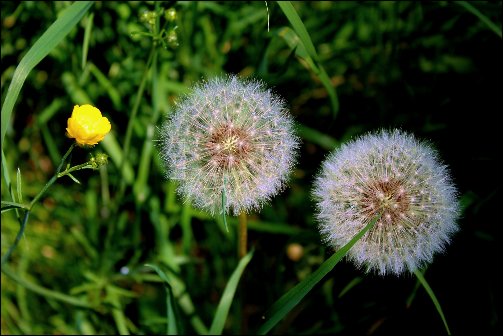 " Pusteblume " Löwenzahn