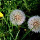 " Pusteblume " Löwenzahn