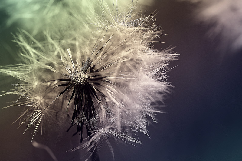 Pusteblume - Löwenzahn