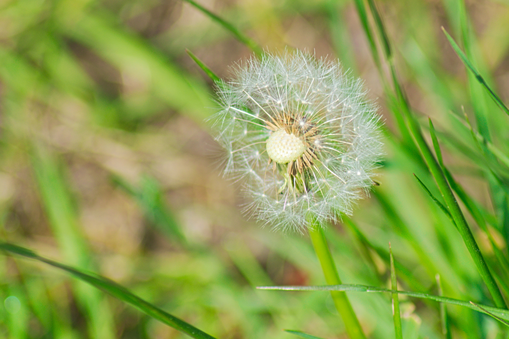 Pusteblume / Löwenzahn