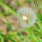 Pusteblume / Löwenzahn