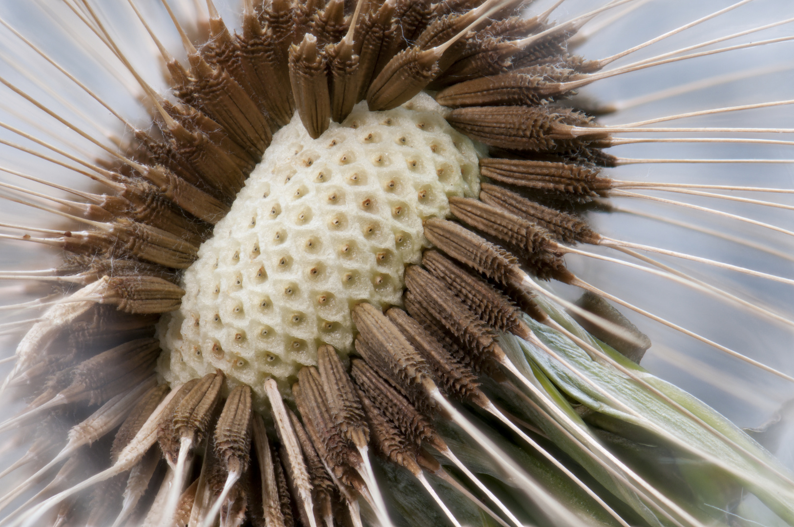 Pusteblume / Löwenzahn