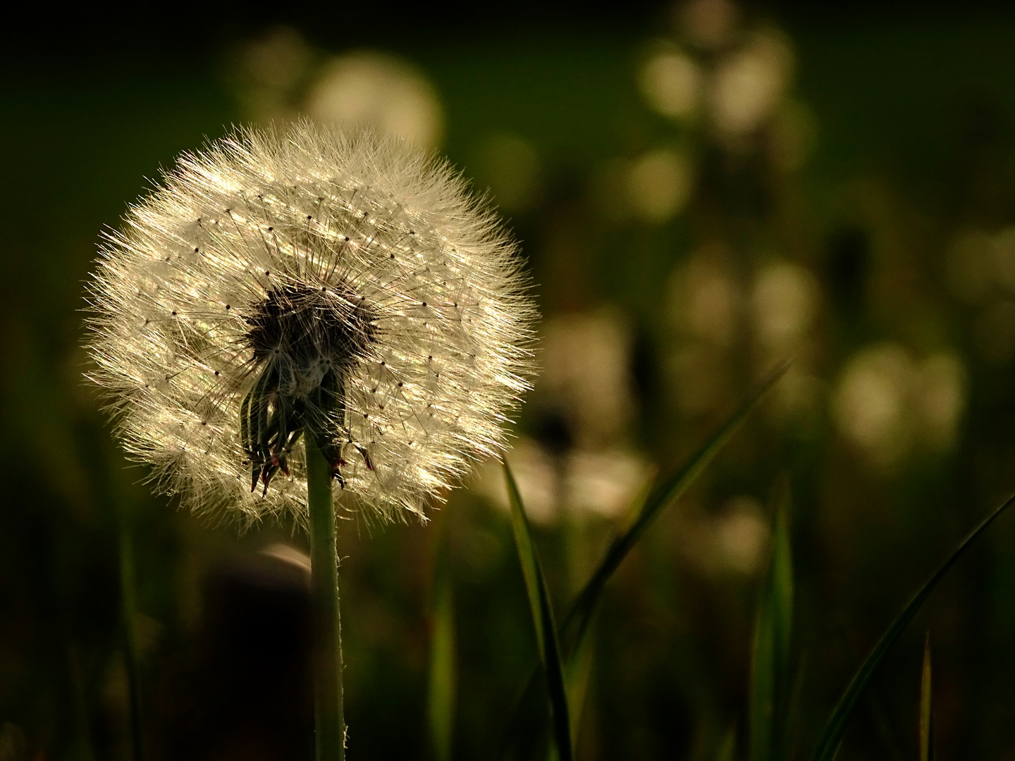 pusteblume made by nature