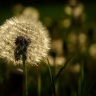 pusteblume made by nature