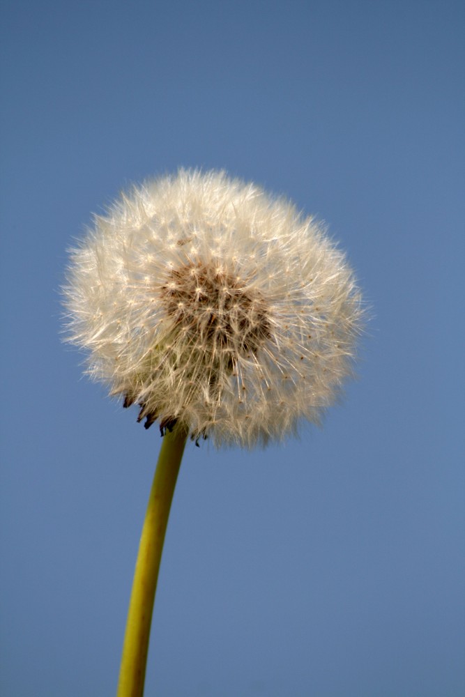 Pusteblume, Mai 2009, Nideggen