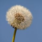 Pusteblume, Mai 2009, Nideggen