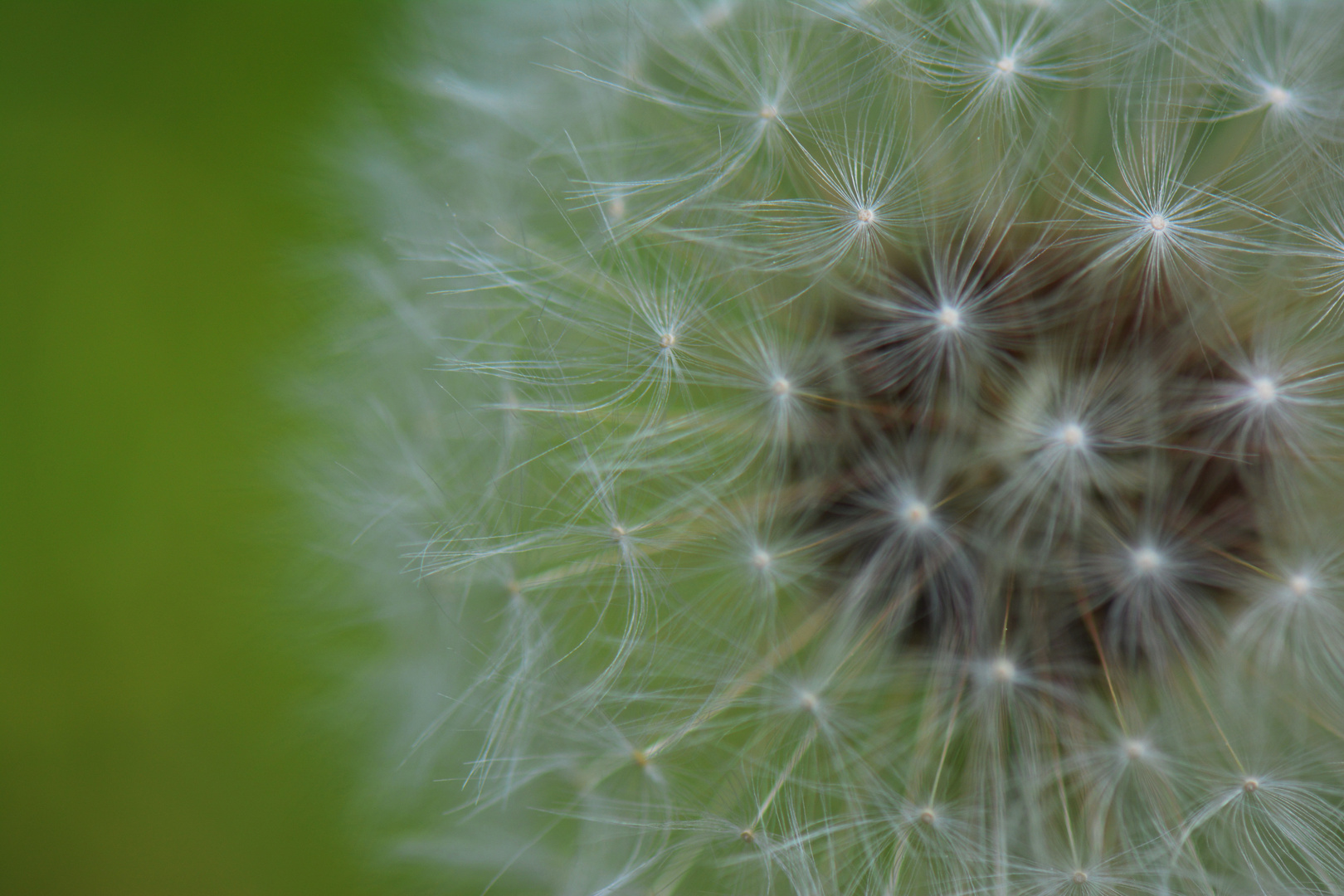 Pusteblume Makkro821A899F-C1DF-4789-B0F0-4C0AB42B1D69