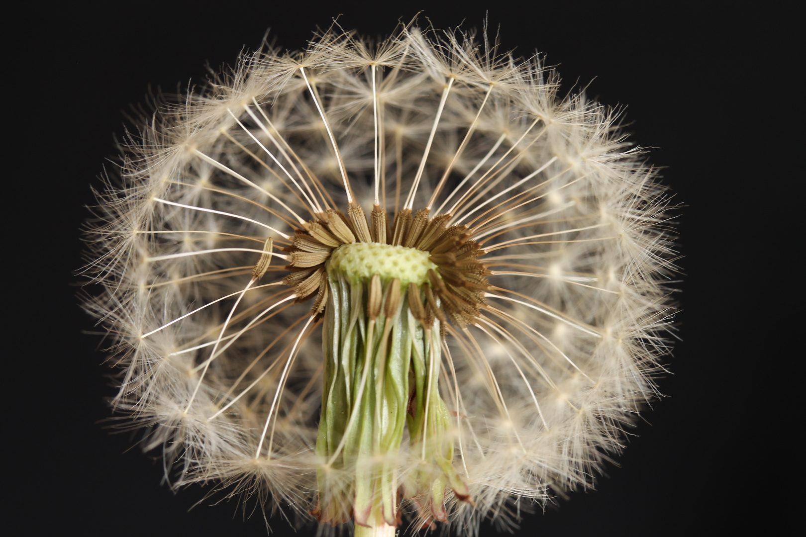 Pusteblume Makro