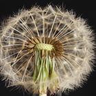 Pusteblume Makro