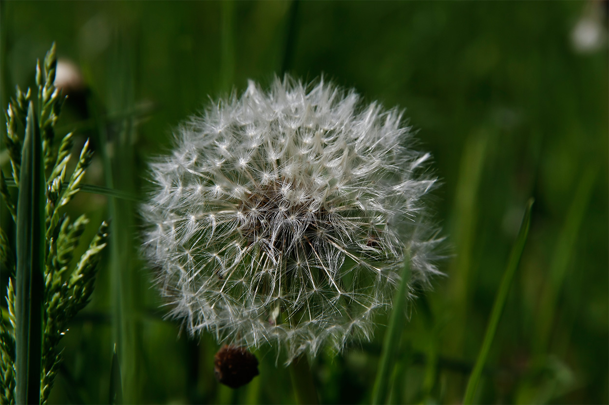 Pusteblume Makro