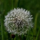 Pusteblume Makro