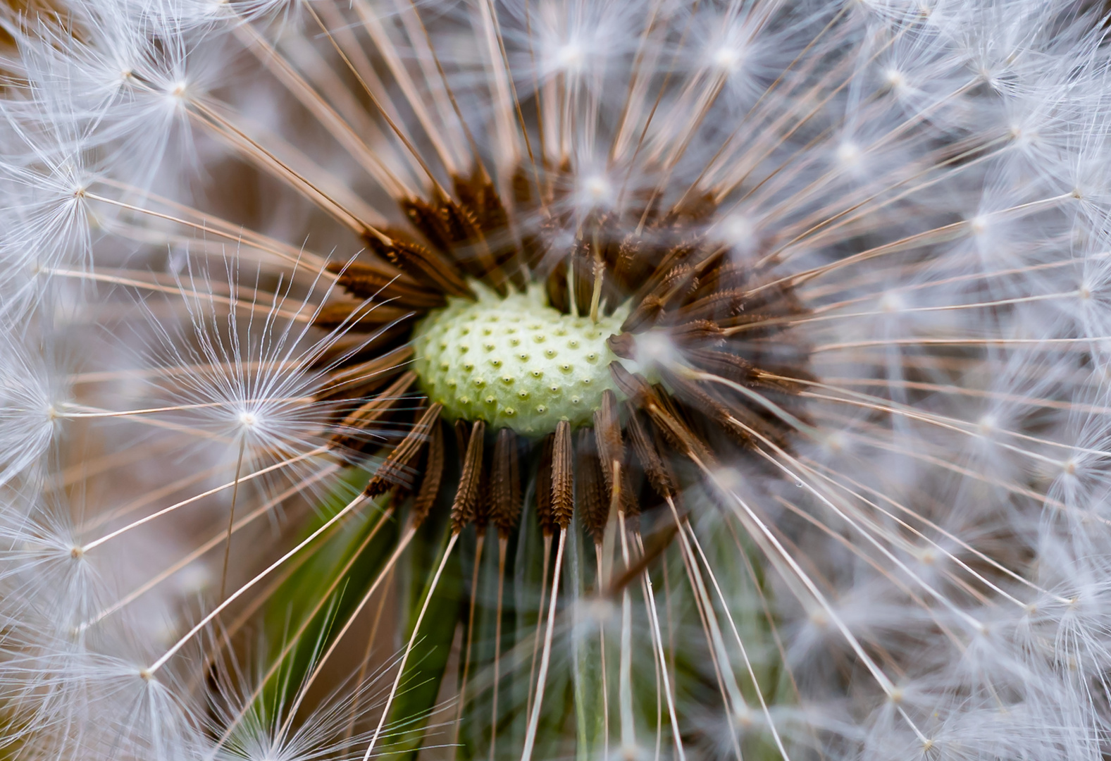 Pusteblume Makro