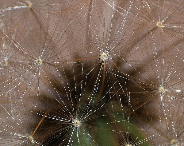 Pusteblume Makro