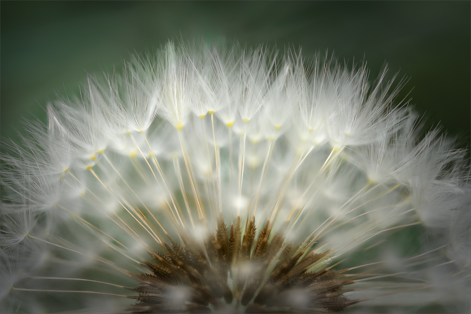 Pusteblume – Makro-Set für Arme