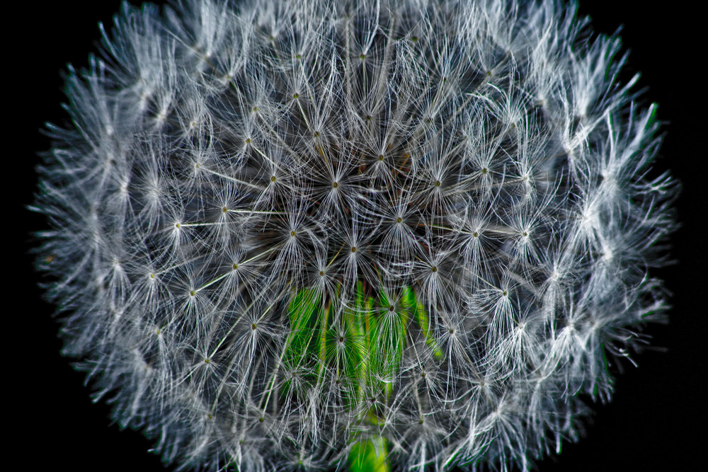 Pusteblume mal anders