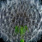 Pusteblume mal anders