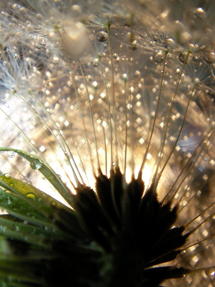 Pusteblume mal anders