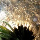 Pusteblume mal anders