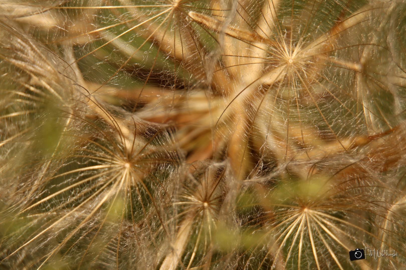 Pusteblume mal anders