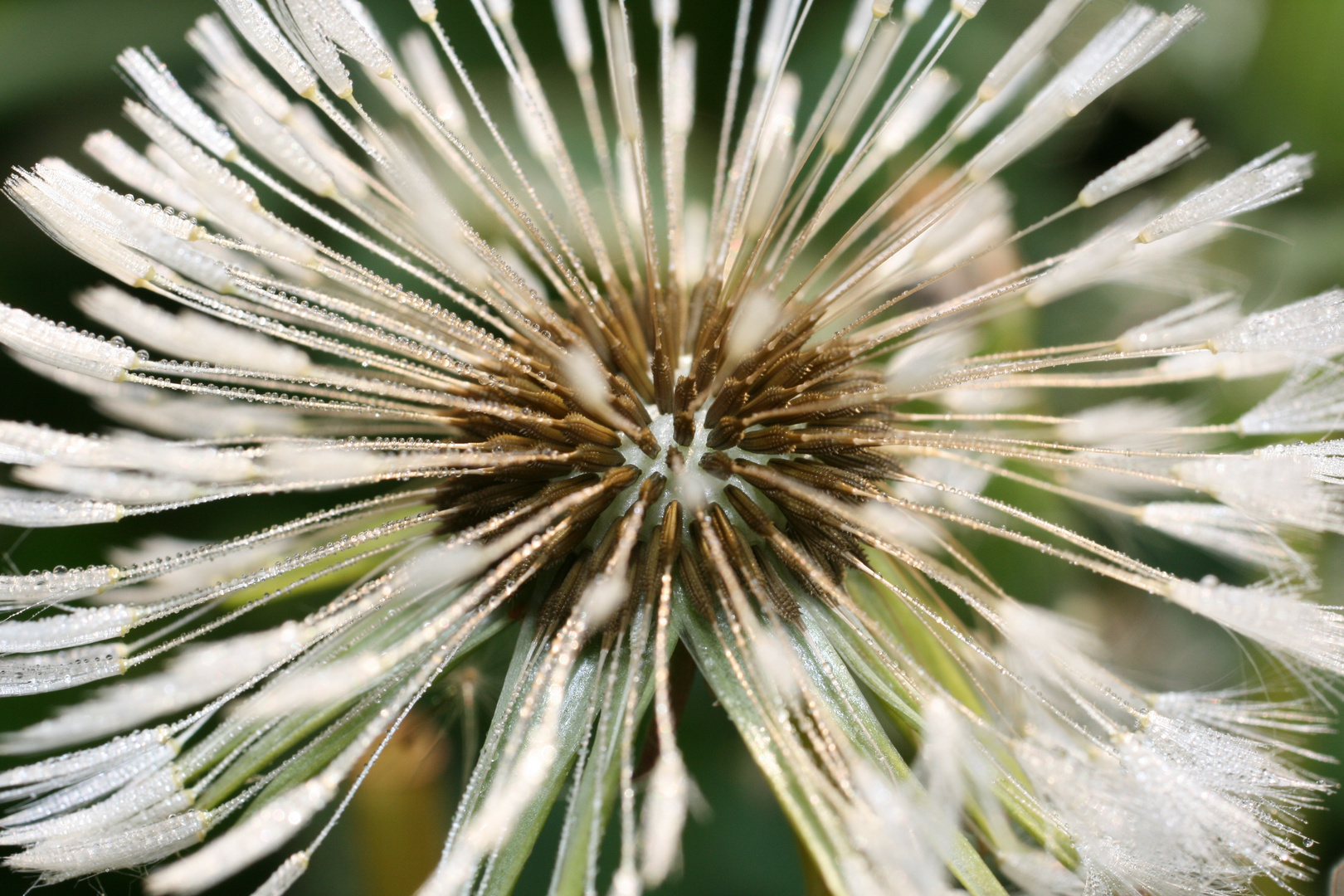 Pusteblume mal anders...