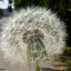 Pusteblume mal anders