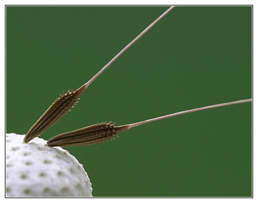 Pusteblume mal anders